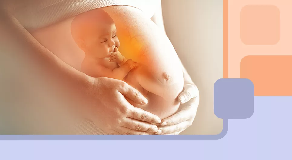 Was passiert während der Schwangerschaft?