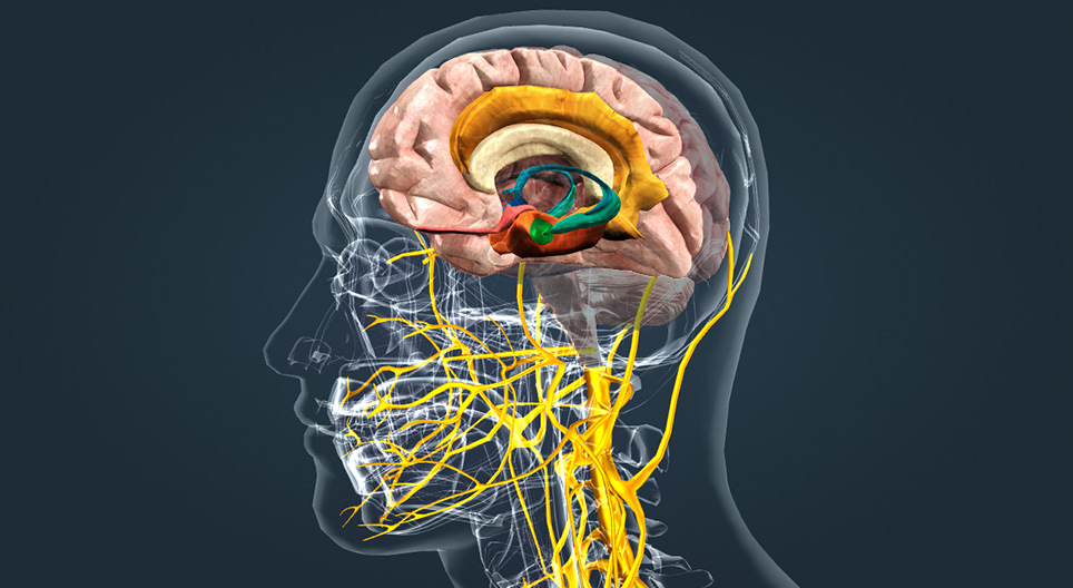 Das limbische System