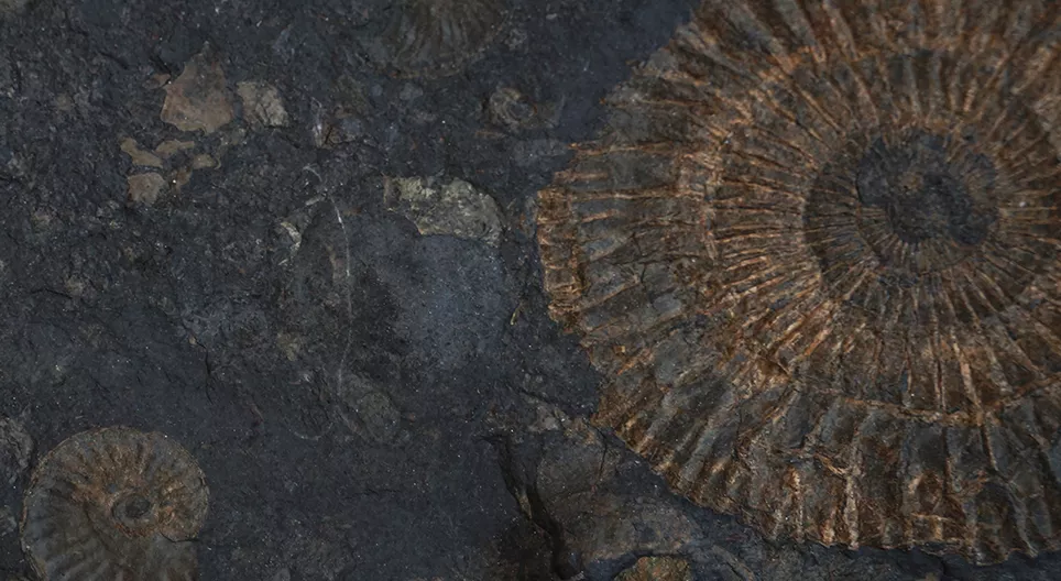 Living fossils