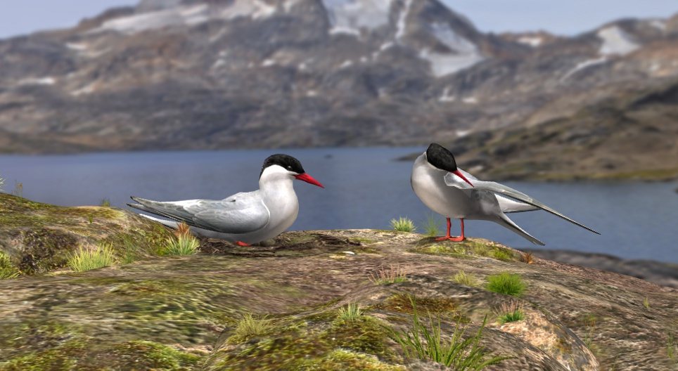Arctic tern