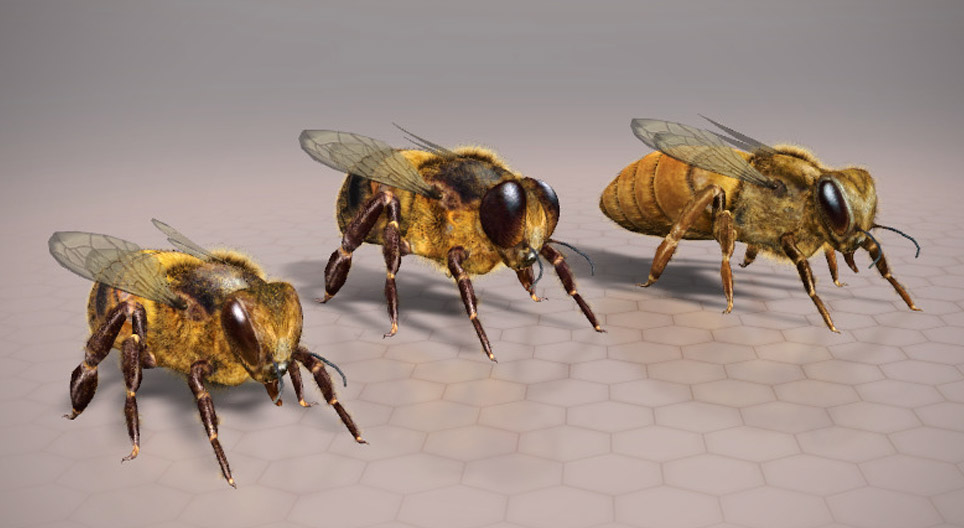 European honeybee
