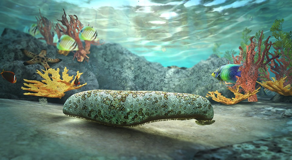 Sea cucumber