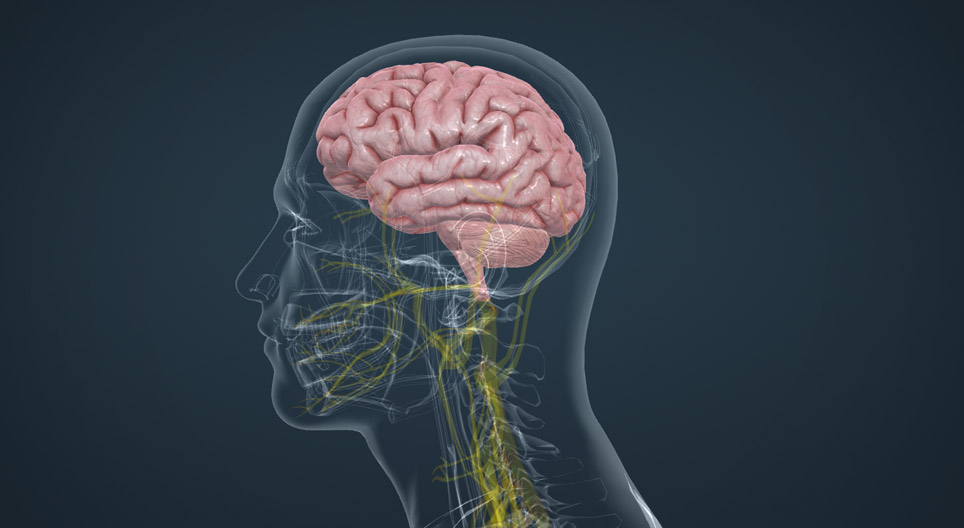 Parts of the human brain