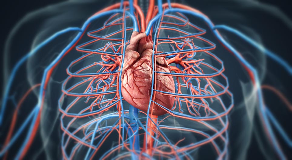 The heart