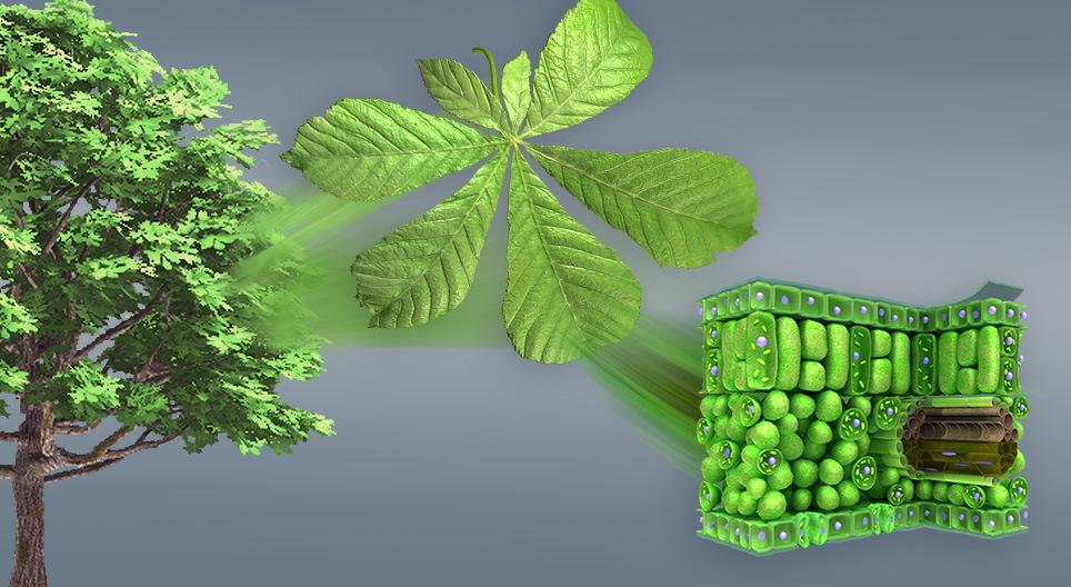 The anatomy of leaves