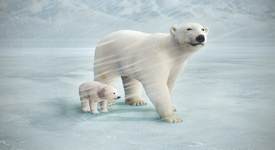 Oso polar