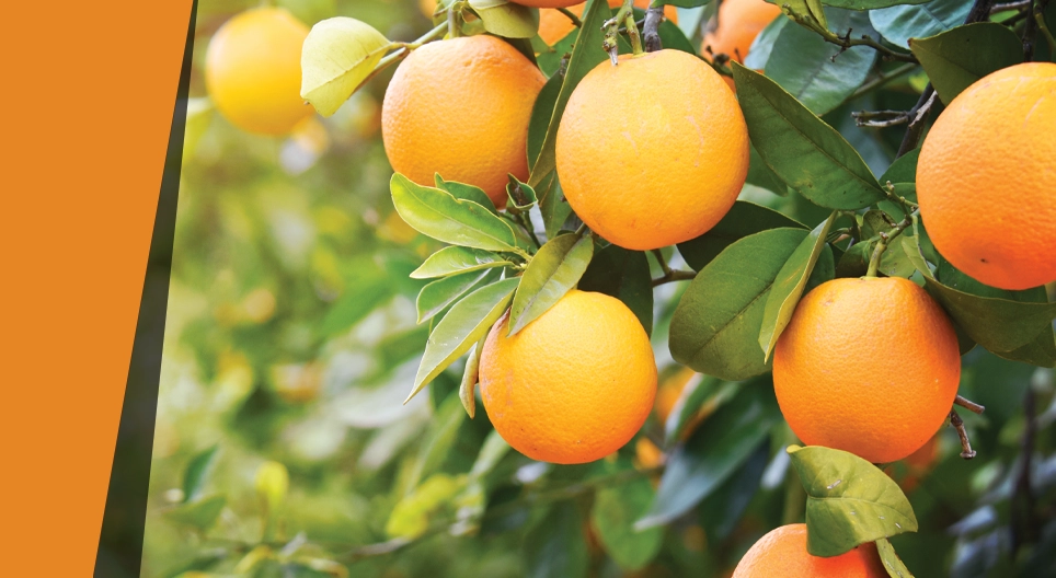 Orange sauvage