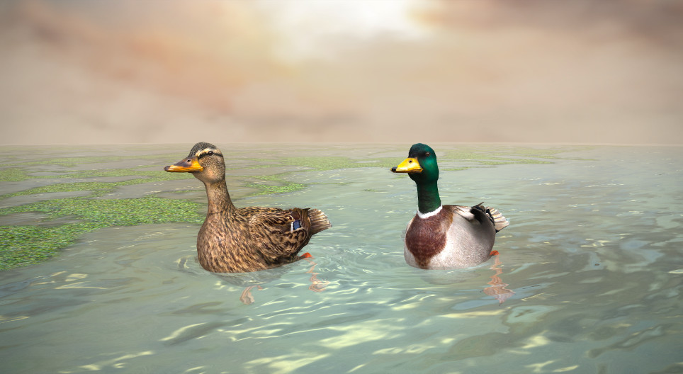 Canard colvert