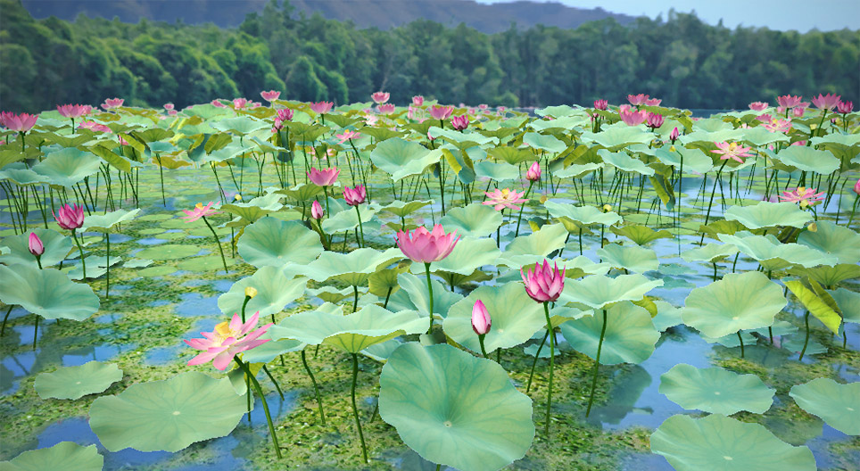 Lotus sacré