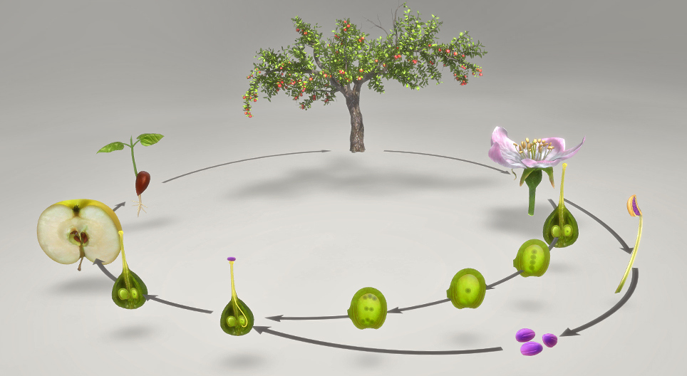 Le cycle de vie des plantes