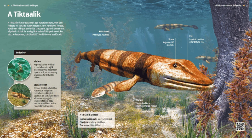 A Tiktaalik