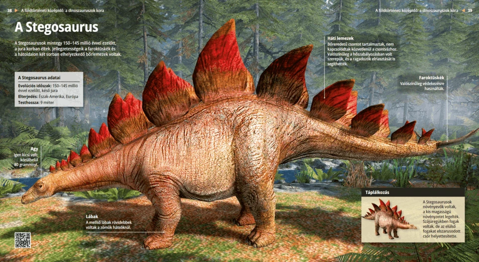 A Stegosaurus