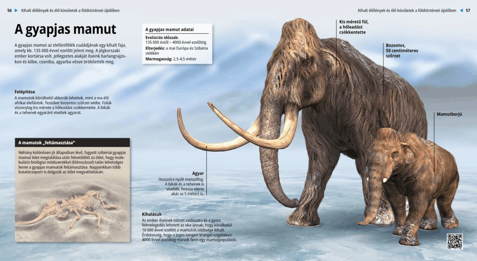 A gyapjas mamut