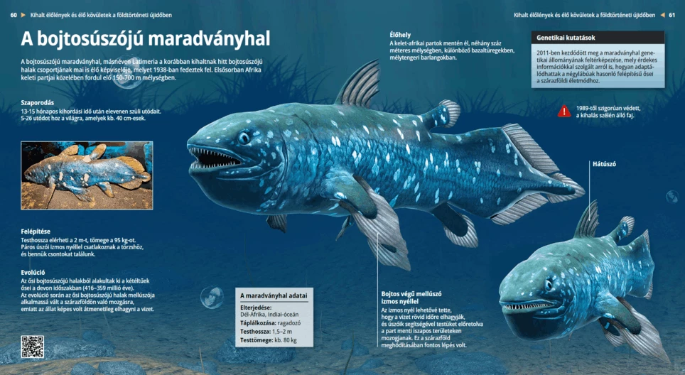 Bojtosúszójú maradványhal