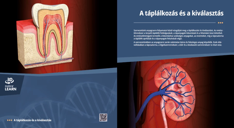 A táplálkozás és a kiválasztás
