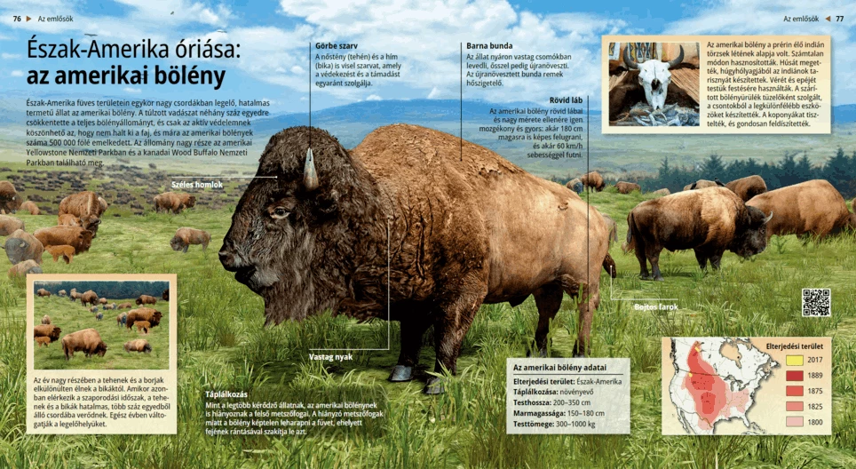 Észak-Amerika óriása: az amerikai bölény