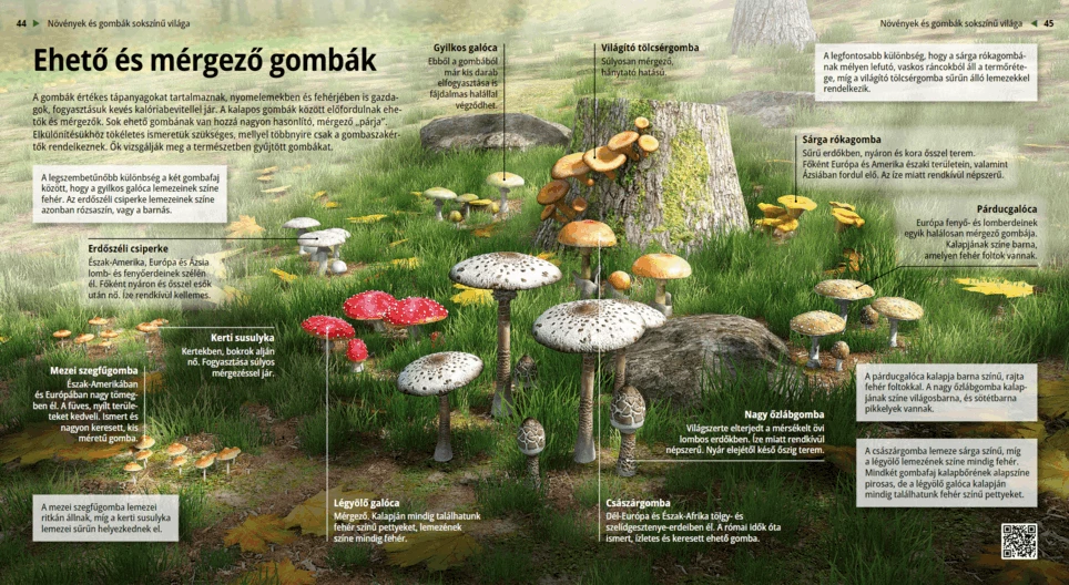 Ehető és mérgező gombák