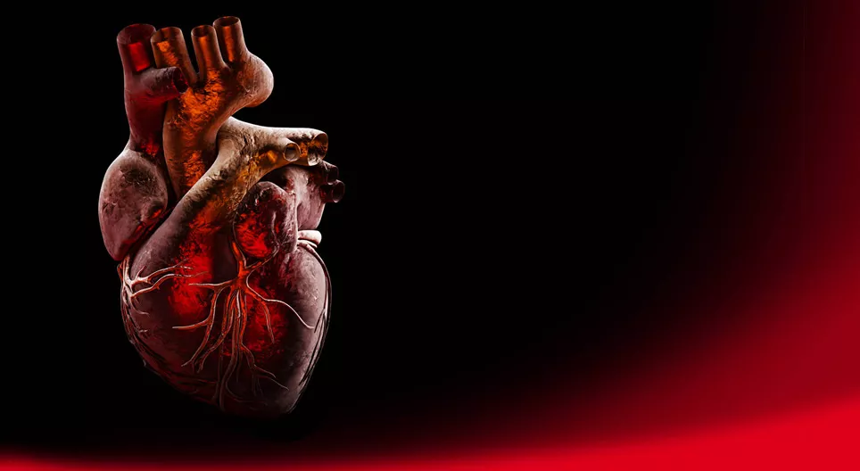 Anatomia del cuore (intermedio)