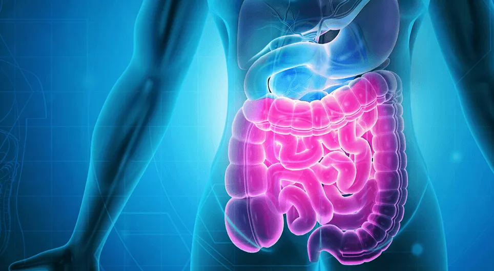 L'apparato digerente Parte 2 - l'intestino tenue e l'intestino crasso