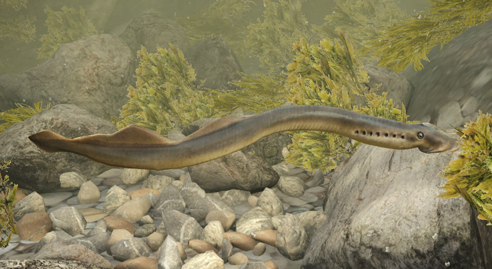 Lampreda di fiume europea
