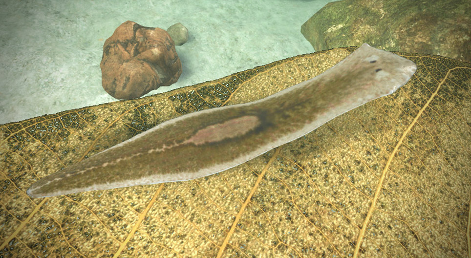 Dugesia gonocephala