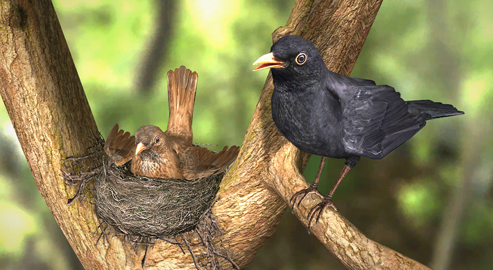 Merlo comune