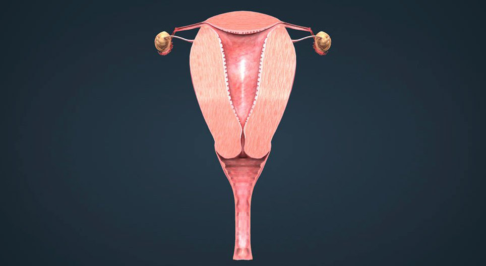Apparato riproduttivo femminile (livello elementare)