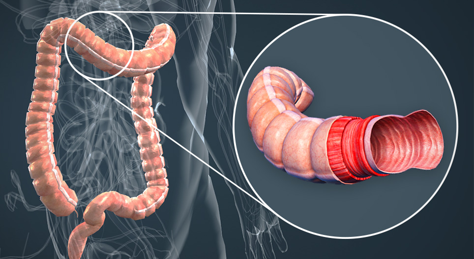 Anatomia dell'intestino crasso