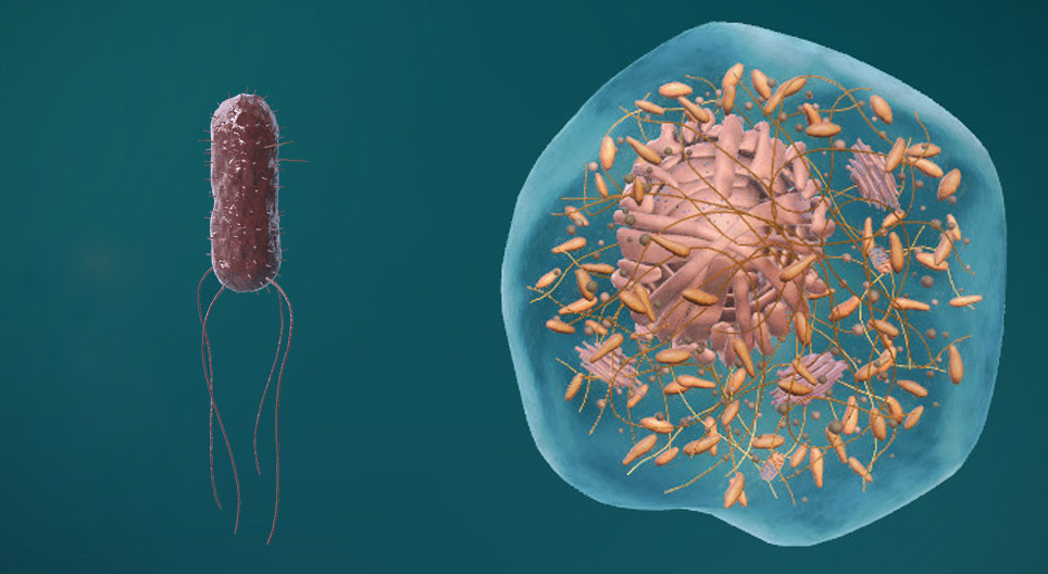 La struttura delle cellule procariotiche ed eucariotiche