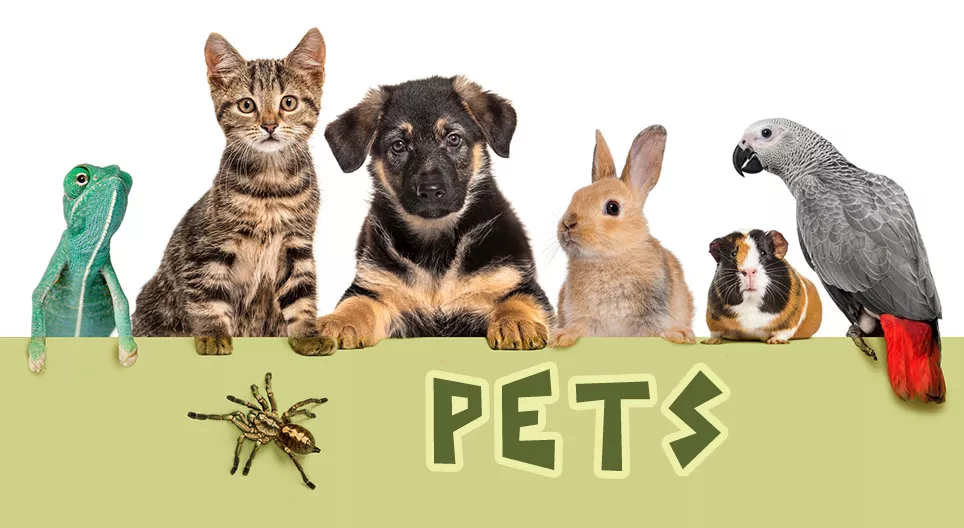 Pets