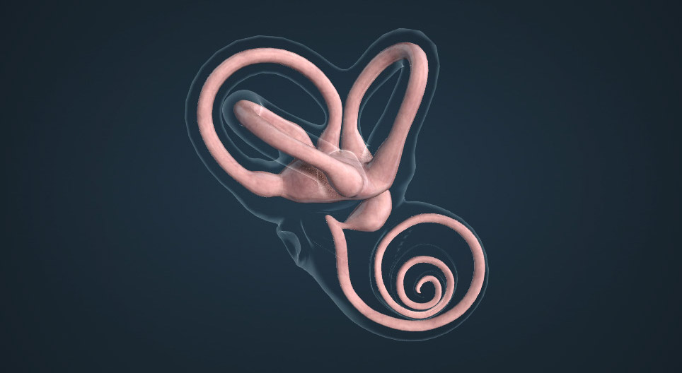 The sense of balance