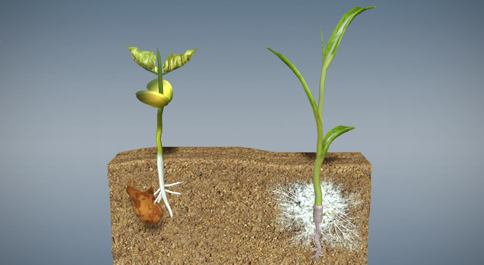 Seeds and germination