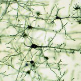 النسيج العصبي