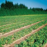 حضانة الشجر