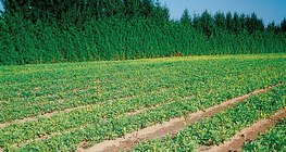 حضانة الشجر