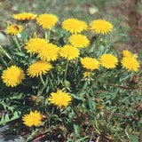 الهندباء الشائعة