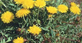 الهندباء الشائعة