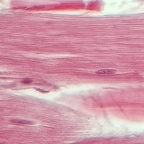 نسيج وتري (مقطع طولي)