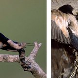 خطاف المخازن