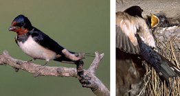 خطاف المخازن