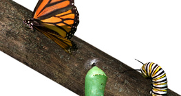 فراشة كاتربيلر