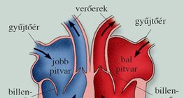 A szív üregrendszere
