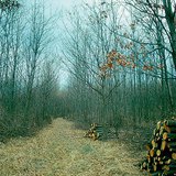 تجريد الشجر في الغابات الشابة