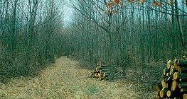 تجريد الشجر في الغابات الشابة