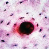 نسيج ضام و داعم