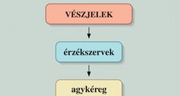 Stressz és vészreakció