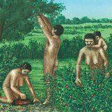 الإنسان القديم، تجميع