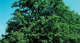 شجرة البلوط