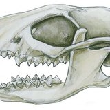 أسنان آكلات الحشرات