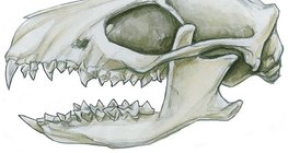 أسنان آكلات الحشرات